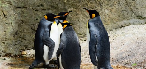 penguins