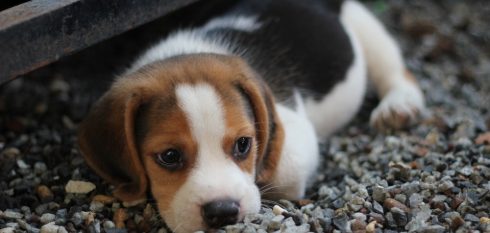 puppy