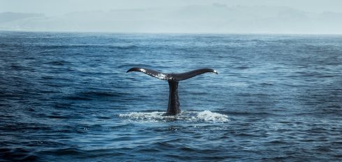 Long tail time management lead